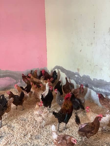 desi murgi | murgi |misri| murgi for sale | pure hen | desi hen 4