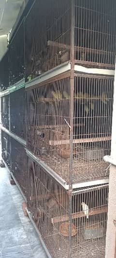 tower of cages for grey parrot