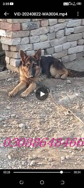 female German shepherd 12