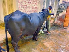 Pancha kalyani buffalo plus Murra cross katti