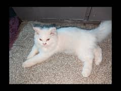 Persian cat (male)