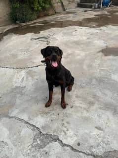 Rottweiler female