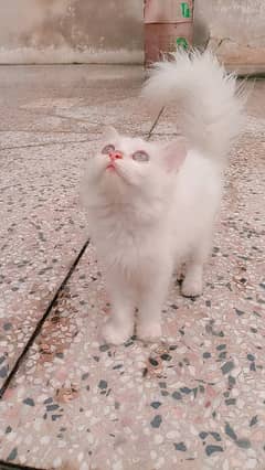 Persian kitten