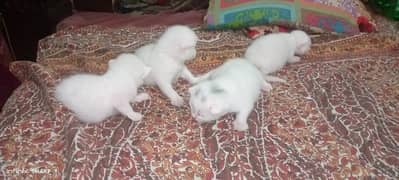 ODD Eye Punch Face Pair ka Baby kitten's for sale