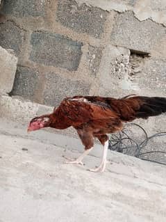 one  Aseel hens 4 chicks