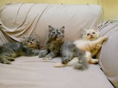 Female Persian Kittens