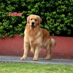 Golden retriever female available for sale