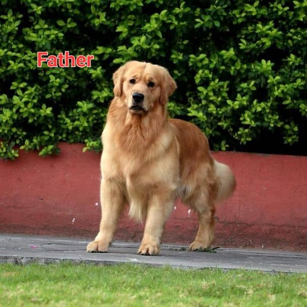 Golden retriever female available for sale 2