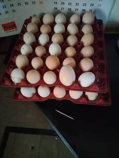 Golden Misri Fertile Eggs