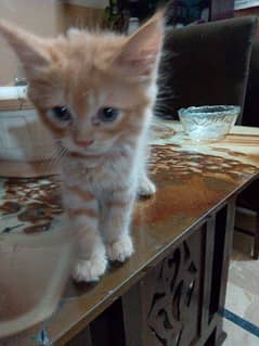 Persian kitten pair age 2 months