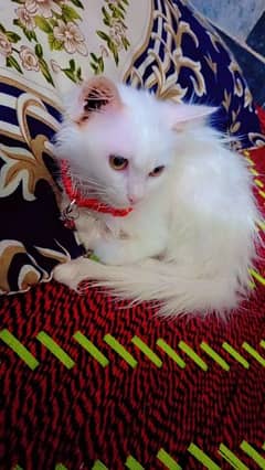 PERSIAN CAT WHITE COLOUR