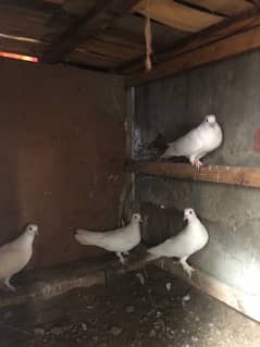 White Peigons for sale 0