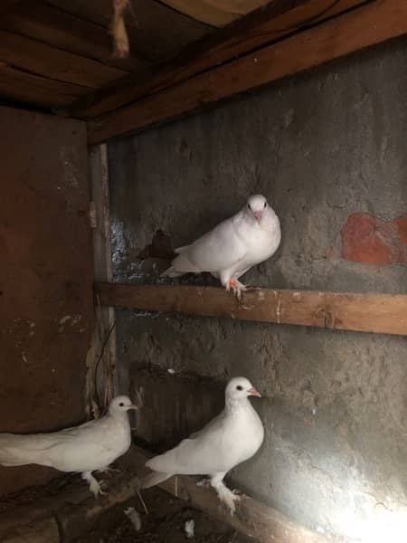 White Peigons for sale 3