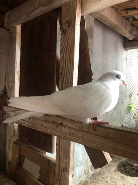 White Peigons for sale 4