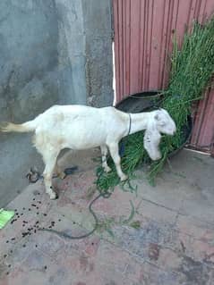 white goat full healthy