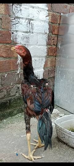 3 o shamo Pure aseel hens one male two female hens