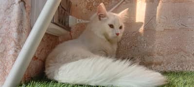 persian cat / kittens /  tripples coated  for sale Faisalabad 0