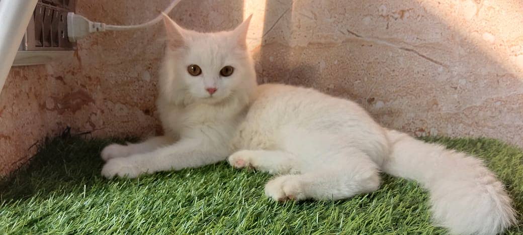 persian cat / kittens /  tripples coated  for sale Faisalabad 6