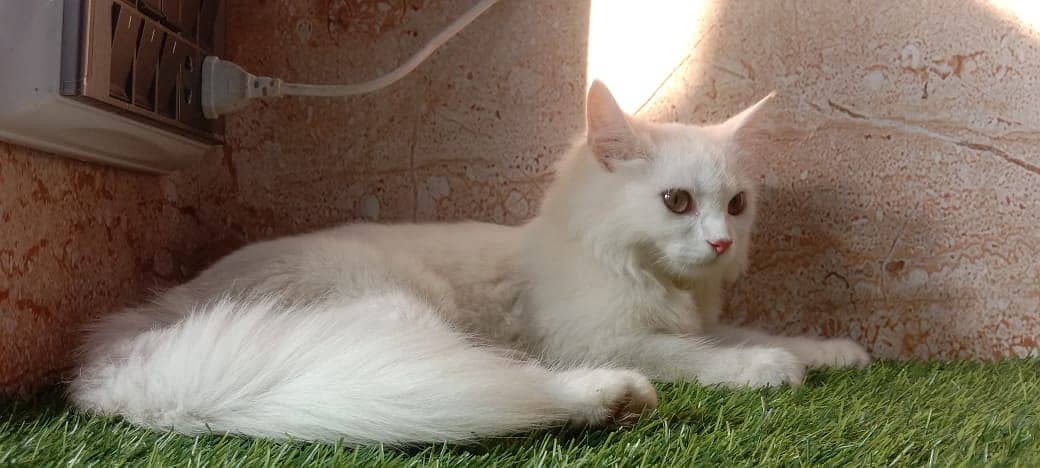 persian cat / kittens /  tripples coated  for sale Faisalabad 9