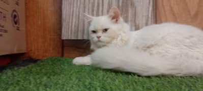 persian cat /  kittens / tripples coated  for sale Faisalabad