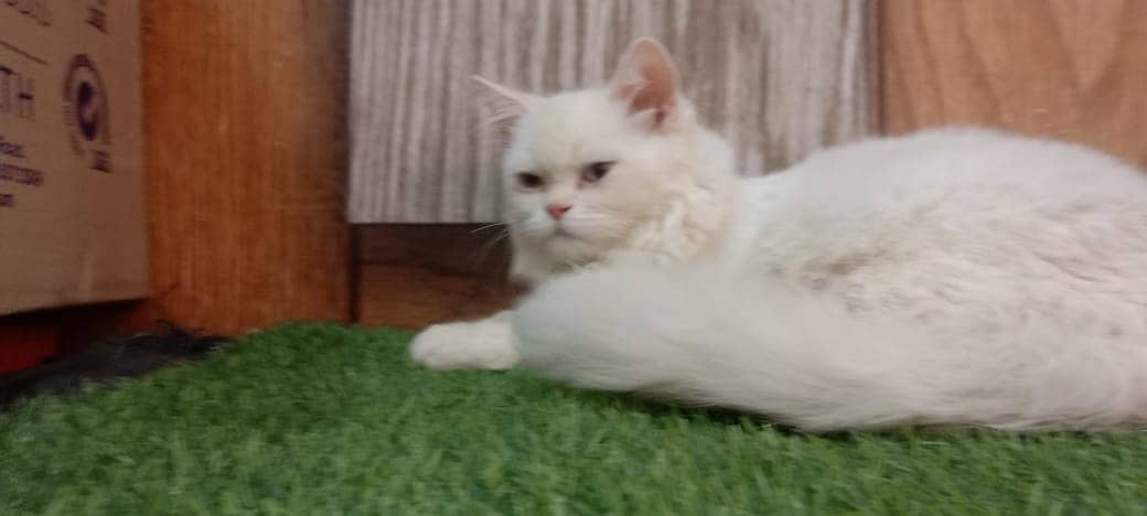 persian cat /  kittens / tripples coated / blue eye cat   for sale 0