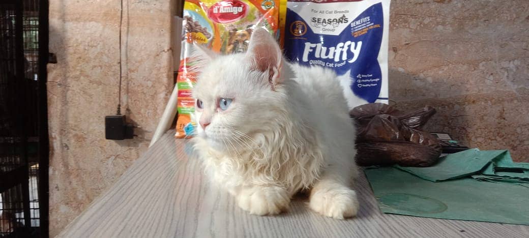 persian cat /  kittens / tripples coated / blue eye cat   for sale 1