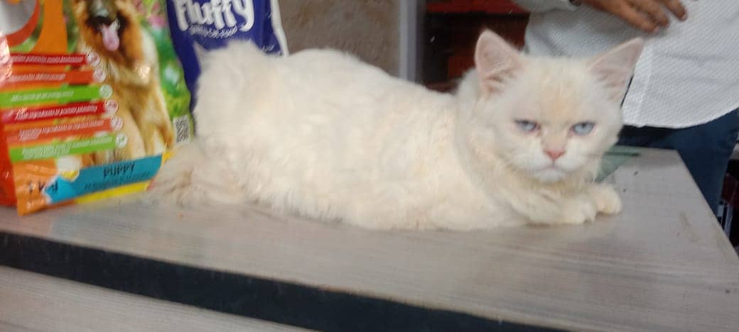 persian cat /  kittens / tripples coated / blue eye cat   for sale 2