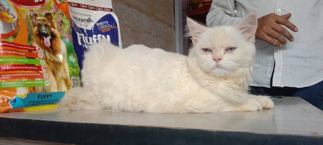 persian cat /  kittens / tripples coated / blue eye cat   for sale 3