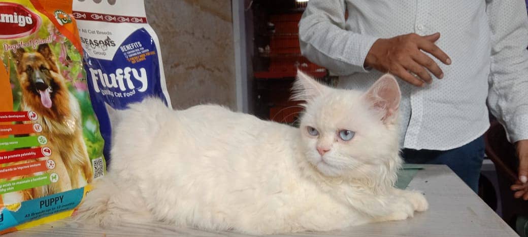 persian cat /  kittens / tripples coated / blue eye cat   for sale 4