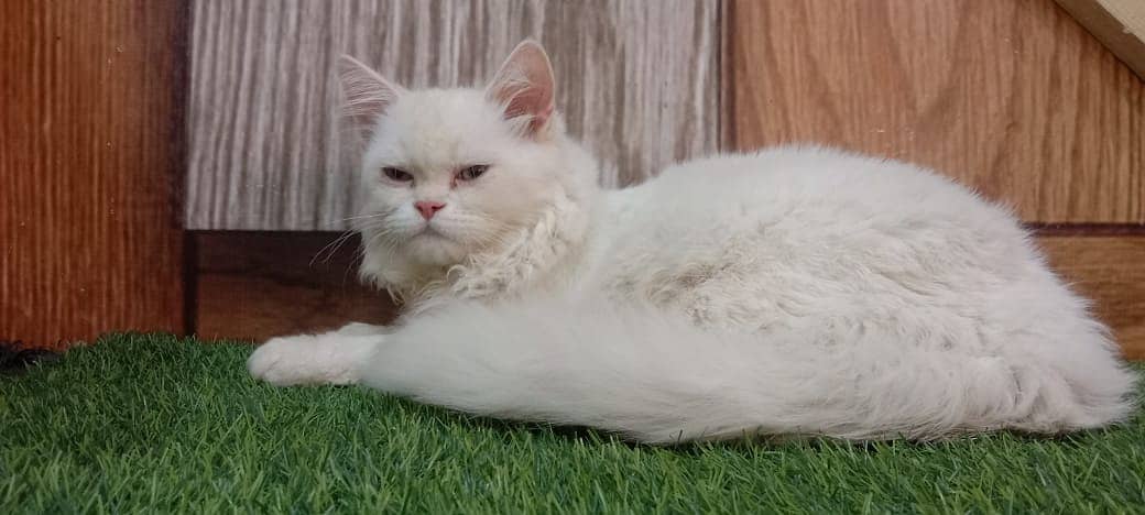 persian cat /  kittens / tripples coated / blue eye cat   for sale 7