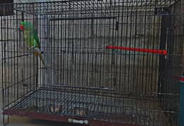 Alexander Female with Cage For Sale