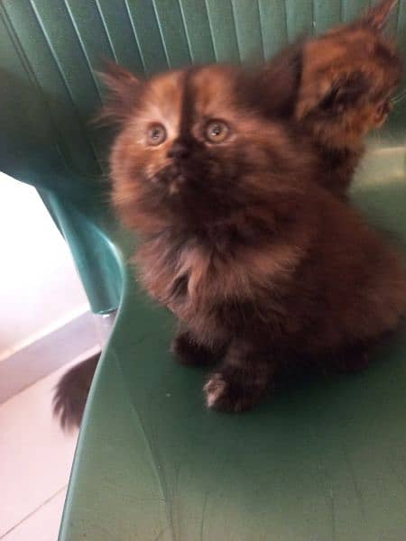 kittens looking for new home 6