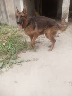 jrman shaft male03450863841