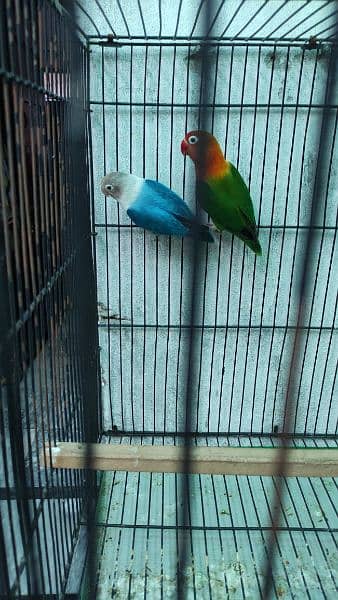 1 breeder pair for sale with 4 pathy. with 2 Cage +2 Box 3