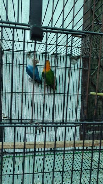 1 breeder pair for sale with 4 pathy. with 2 Cage +2 Box 5