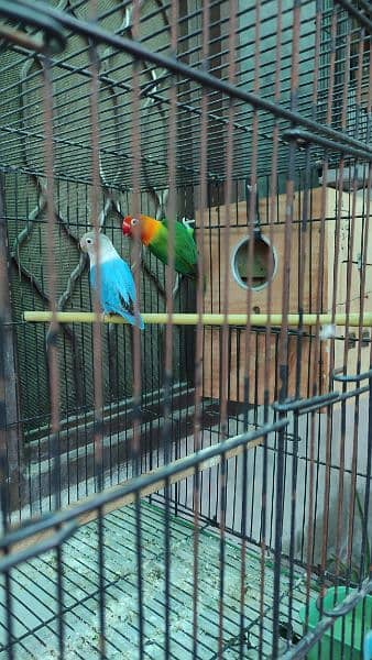 1 breeder pair for sale with 4 pathy. with 2 Cage +2 Box 6