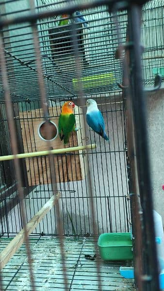 1 breeder pair for sale with 4 pathy. with 2 Cage +2 Box 7