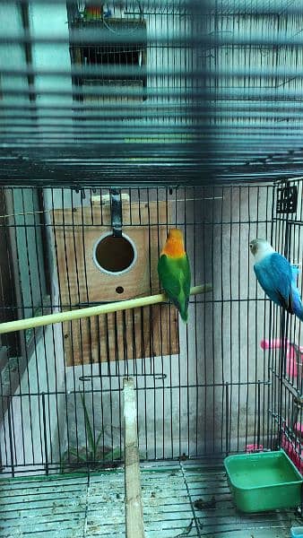 1 breeder pair for sale with 4 pathy. with 2 Cage +2 Box 9