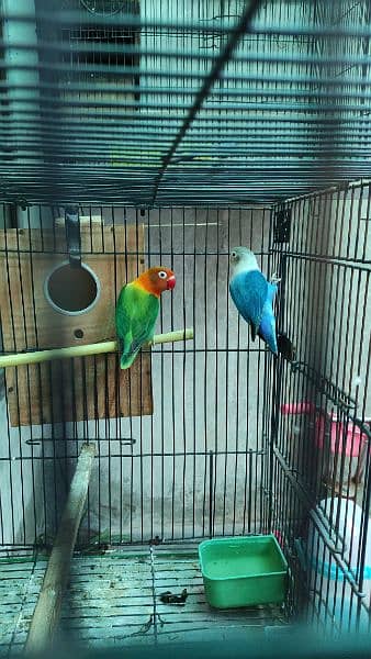 1 breeder pair for sale with 4 pathy. with 2 Cage +2 Box 12