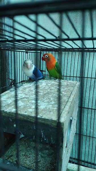 1 breeder pair for sale with 4 pathy. with 2 Cage +2 Box 16