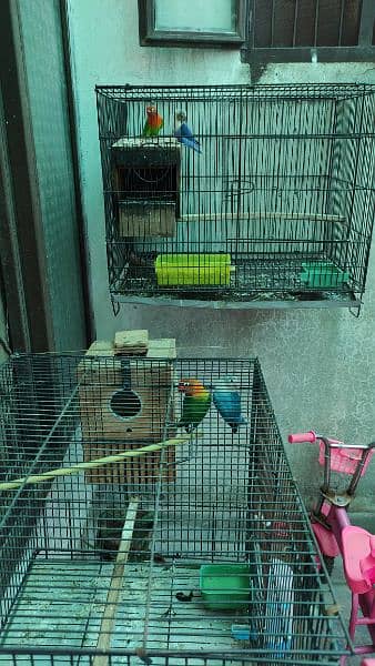 1 breeder pair for sale with 4 pathy. with 2 Cage +2 Box 18