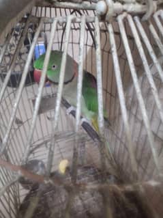 Raw parrot for sale 0