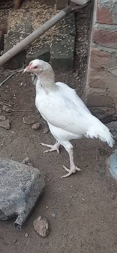 heera paper white hen