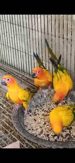 sunconure