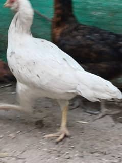 Aseel white hen for sale with Pure desi home breed Murgha