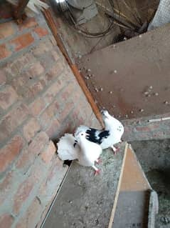 lucky kabotar pair for sale in faisalabad