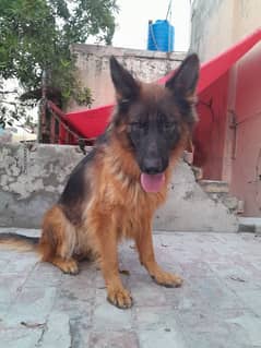 German shepard female