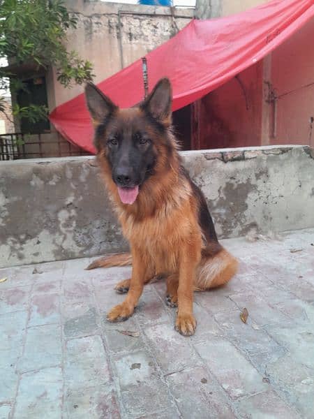 German shepard female 1