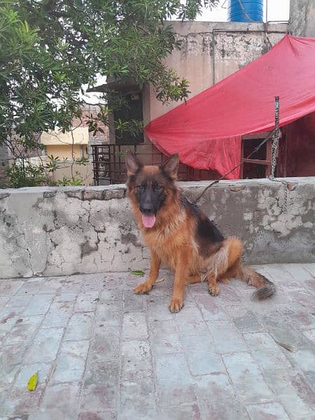 German shepard female 2