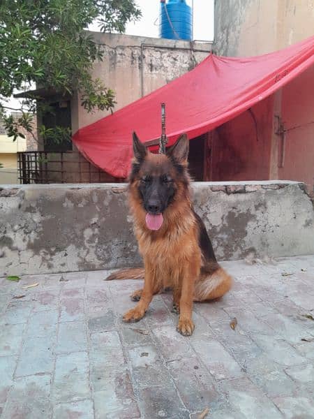 German shepard female 3